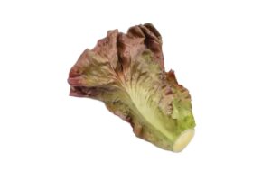 חסה אדומה לתצוגה ((ליחידה)***560201