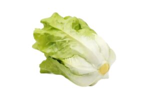 חסה לתצוגה (ליחידה)***560205