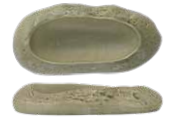 פלטה אובלית פורצלן 24 ס"מ Gyoza Herbal ירוק NRI24KY855A45